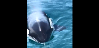 orcas bombinhas