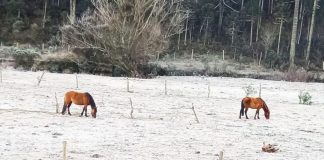 frio são joaquim