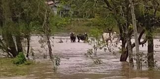 Corpo de Bombeiros resgata sete vacas em local alagado no Vale do Itajaí